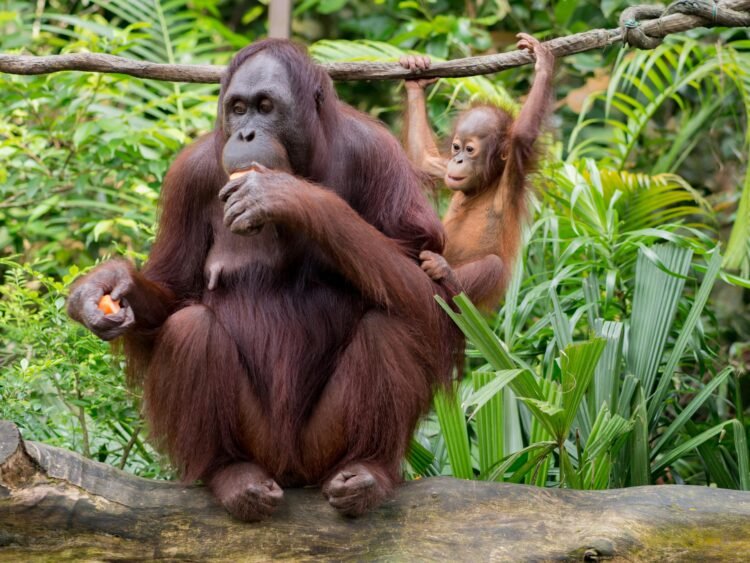 5 Tempat Wisata Menarik untuk melihat Orang Utan di Indonesia