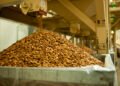 Almond Sorting and Processing -Proses Sorting dan Prosesing Almond di California