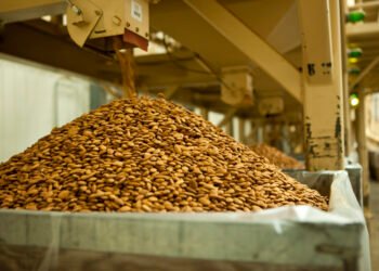 Almond Sorting and Processing -Proses Sorting dan Prosesing Almond di California