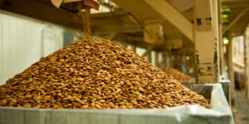 Almond Sorting and Processing -Proses Sorting dan Prosesing Almond di California