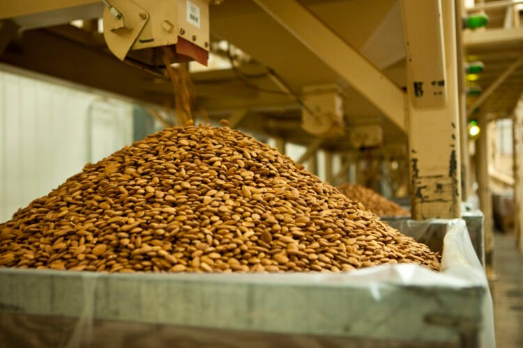 Almond Sorting and Processing -Proses Sorting dan Prosesing Almond di California
