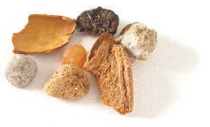 Foreign Material Almond Grading USDA