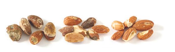 Serious Defects Almond Grading USDA